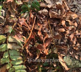 clean up after the polar vortex springgardening, container gardening, flowers, gardening, landscape, perennial, Evergreen ferns like this Holly Fern or Autumn Ferns and Christmas Ferns need a little TLC Just cut the burned branches down at the base This will encourage lots of new growth in the spring