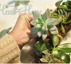 diy live succulent wreath, crafts, succulents, wreaths, Easy step by step tutorial for making this succulent wreath