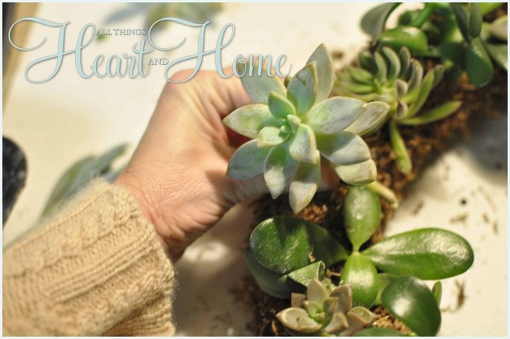 diy live succulent wreath, crafts, succulents, wreaths, Easy step by step tutorial for making this succulent wreath