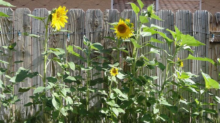 the garden is doing awesome, gardening, I Keep Planting Them Every Two weeks Love My Sunflowers