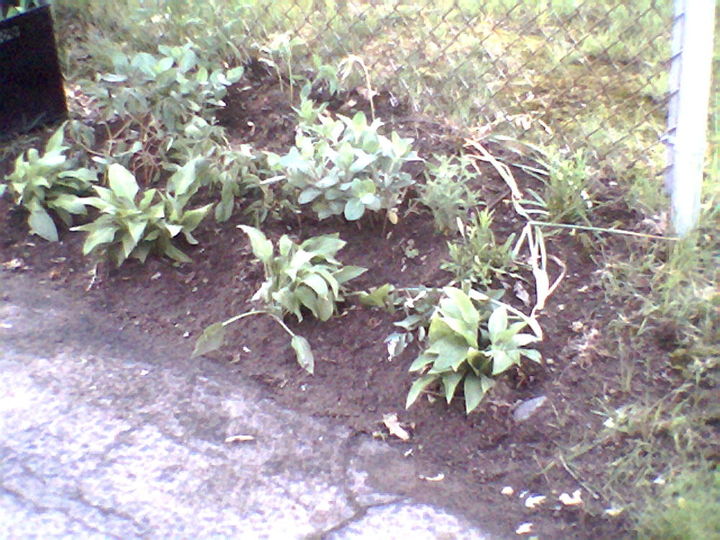 transplanted perennials from old home to new yard weed control, flowers, gardening, landscape, perennial, This was the toughest Tree roots moss crab grass Uncovered 6 of driveway Added Compost Peat then planted Bulds Sedum more Hosta of course Stone crop Bell flowers St Jos Tears Lillies yellow bells Irises too