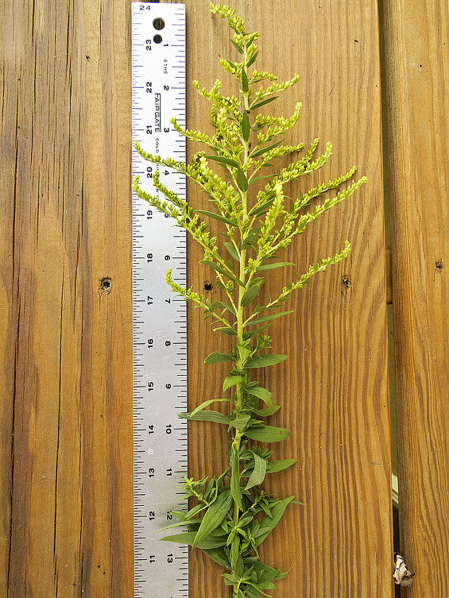 need to identify this plant goldenrod maybe, flowers, gardening, I took this photo with a ruler for scale