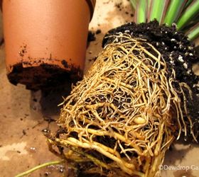 how to re pot your houseplants, gardening, Pot bound root ball on the dracaena