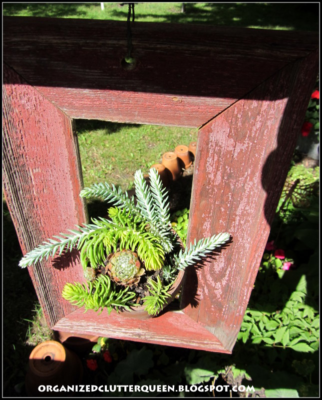 framing succulents, flowers, gardening, succulents
