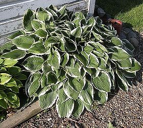 when is the best time to divide hostas, gardening