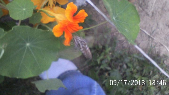 so happy we still have flowers blooming and a few butterflies, flowers, gardening, pets animals, First hummingbird moth i have ever seen