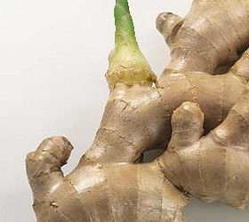 fun garden project for kids grow your own ginger, gardening