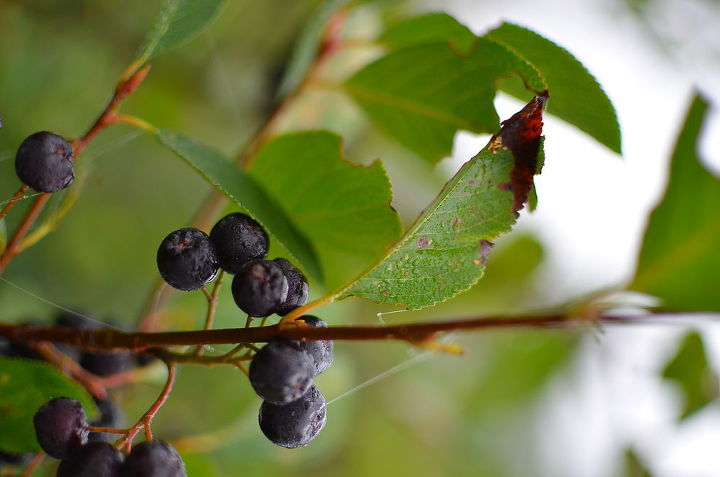 does anybody know what this berry is and whether or not you can eat it, gardening, unidentified berries