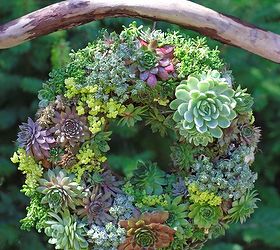 learn how to make a succulent wreath, crafts, flowers, gardening, succulents, wreaths, A lush living wreath is easy to make and can be placed in the garden or use it as a table centrepiece for special occasions