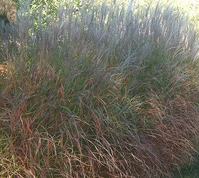 why i love ornamental grasses, gardening, Miscanthus purpurescens turns into gorgeous fall colours