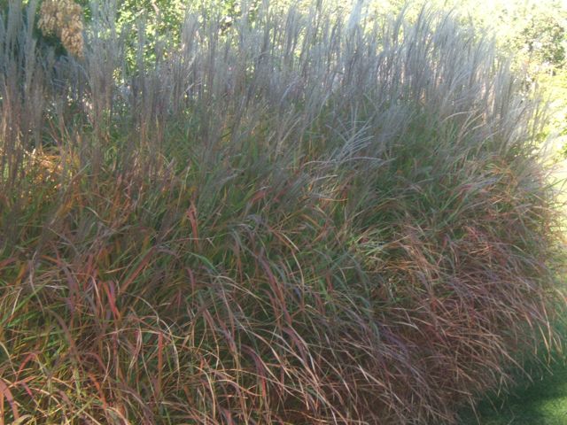 why i love ornamental grasses, gardening, Miscanthus purpurescens turns into gorgeous fall colours