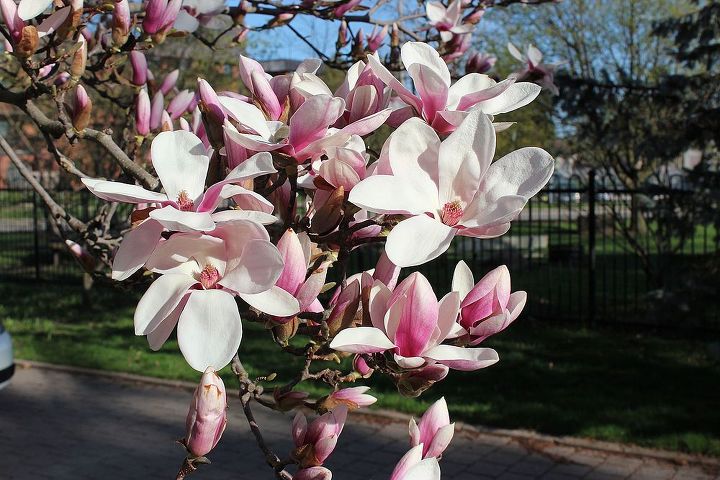 stunning magnolia in bloom, flowers, gardening, The profusion of blooms this year is spectacular