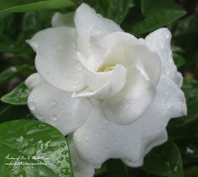 blooming gardenia, flowers, gardening, Gardenia blooming in our garden See more of my flowers at or