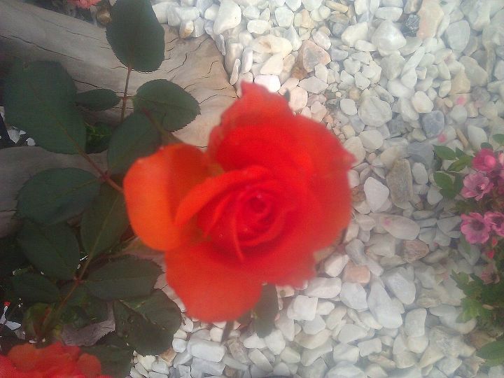 watering plants, flowers, gardening, hibiscus, Miniature rose