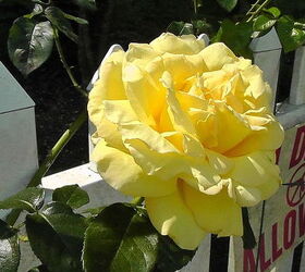 i d like to share my collections, flowers, gardening, This is my yellow climbing rose