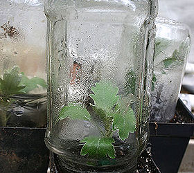 propagating shrubs from cuttings, flowers, gardening, hydrangea, glass jar