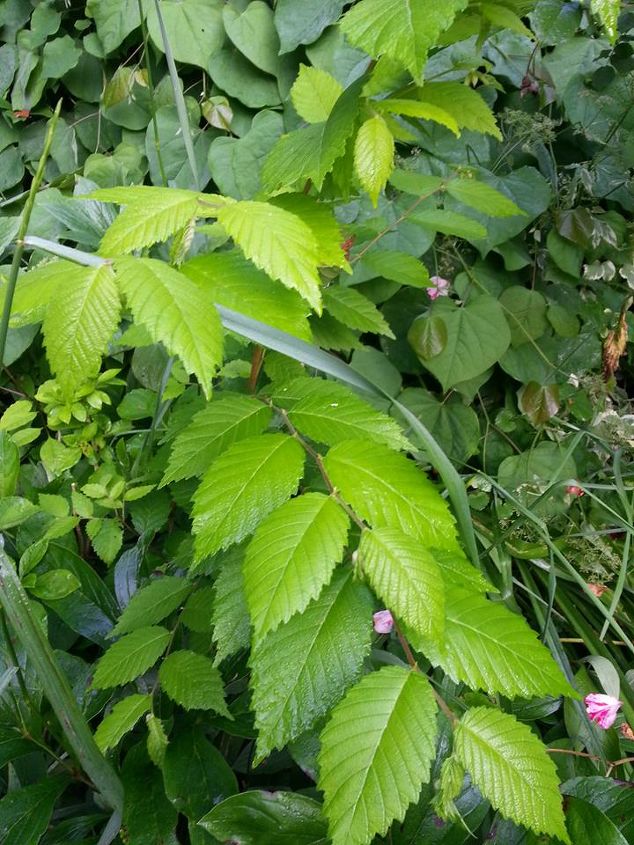 elm mystery tree bush in my yard