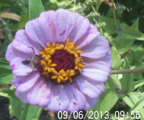 bee s butterflies n flowers, flowers, gardening, pets animals, Zinnia