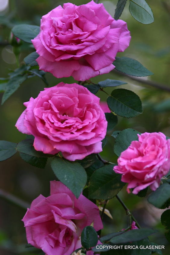 a fragrant spring bouquet from my garden, gardening, Rosa Zephirine Drouhin