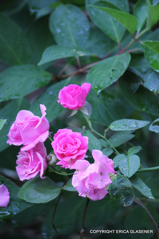 coneflowers hortnsias alliums e at algumas rosas esto florescendo no meu jardim, Rosa 39 Zephirine Drouhin 39