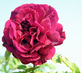 when you select your roses for valentine s day look at the shape of the flower buds, flowers, gardening