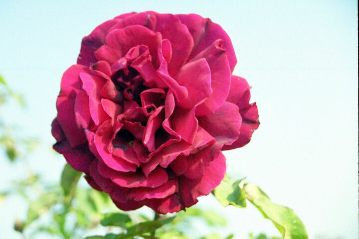 when you select your roses for valentine s day look at the shape of the flower buds, flowers, gardening