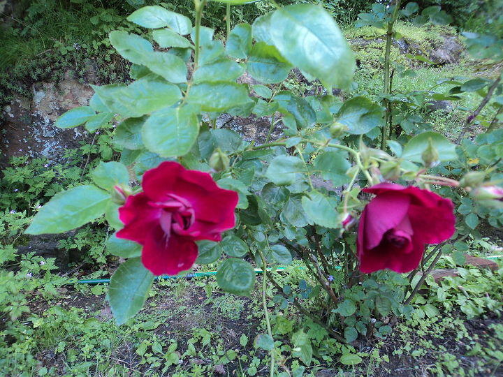 roses, gardening