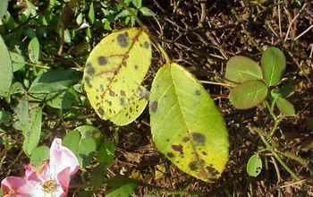 Black Spot Disease on Rose Leaves