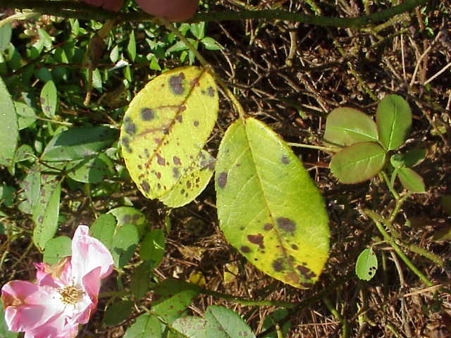 black spot disease on rose leaves, gardening, rose black spot