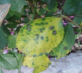 black spot disease on rose leaves, gardening, rose black spot