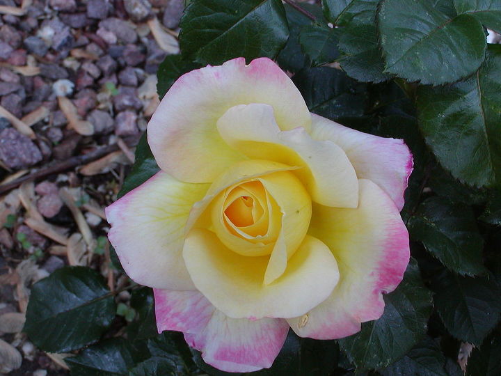 roses in the yard, gardening, Love the pink on the edges