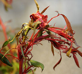 rose rosette, gardening, branch tips tend to be very weak