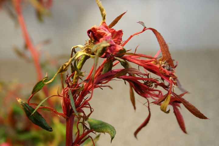 rose rosette, gardening, branch tips tend to be very weak