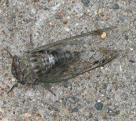 autumn fauna and foliage, outdoor living, Cicada
