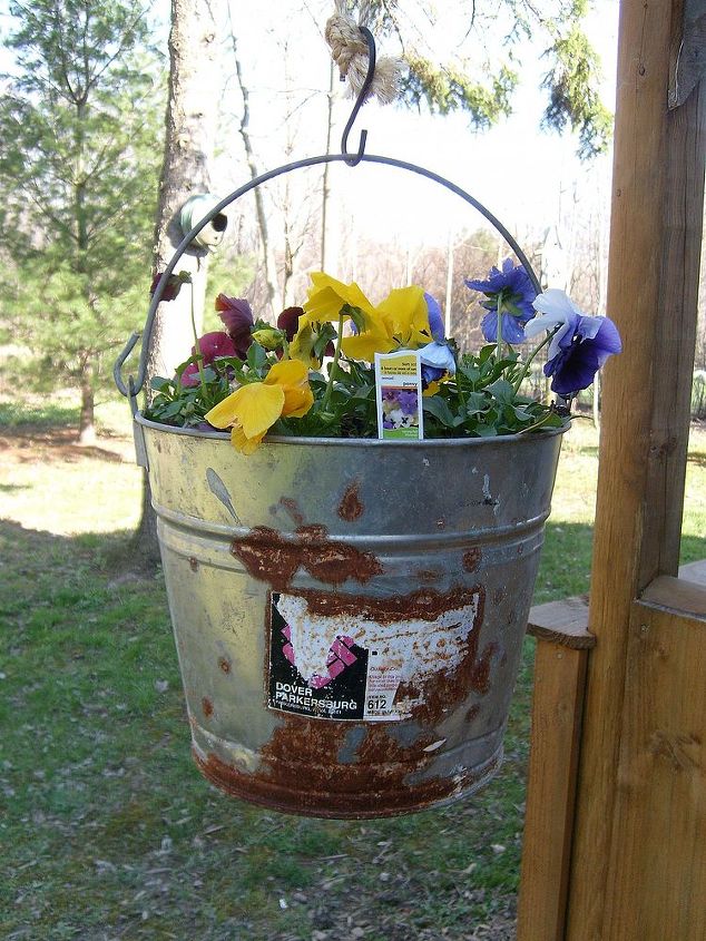 pics from my yard, gardening, outdoor living, Rusty gold Hanging from my potting shed