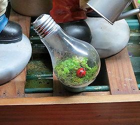 light bulb terrarium, gardening, terrarium, Moss terrarium in a light bulb
