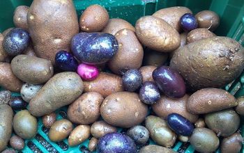 Growing Potatoes!