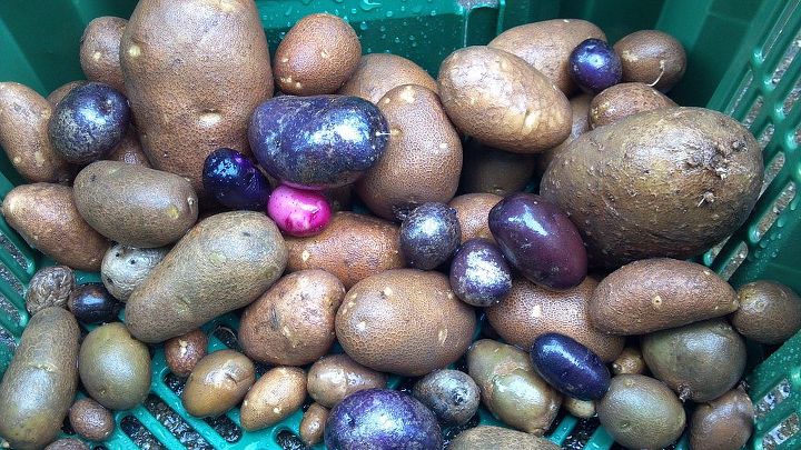 growing potatoes, gardening, homesteading, The brown ones are from the garden The purple ones are All Blue variety from the Potato pot on the porch
