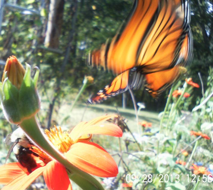 made my day butterflies and bee s still lingering about a monarch, gardening, pets animals, Go figure the only one i get with her wings spread and she s flying off