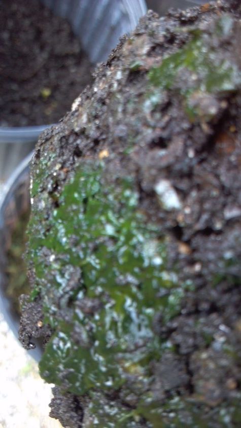 algae eliminator, gardening, homesteading, Got gunk Inside your potting soil bag Peel it off dry it out and compost it