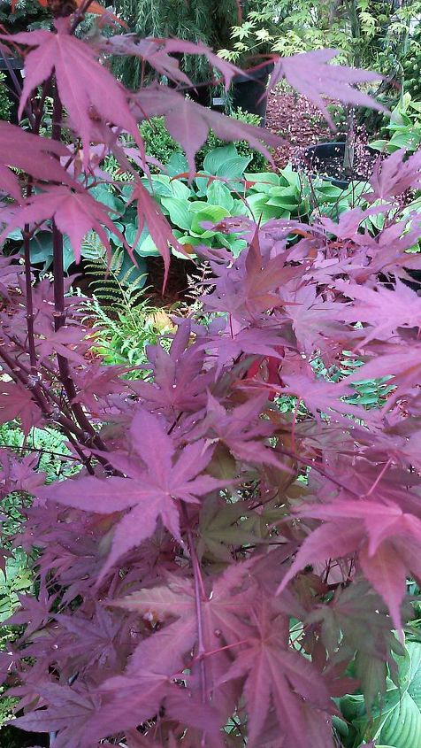 my love affair, Purple Ghost