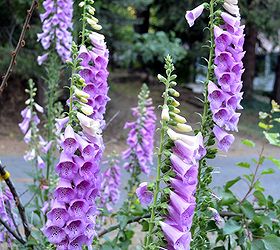 foxglove an easy cottage garden flower, flowers, gardening, Foxgloves come in a variety of colors
