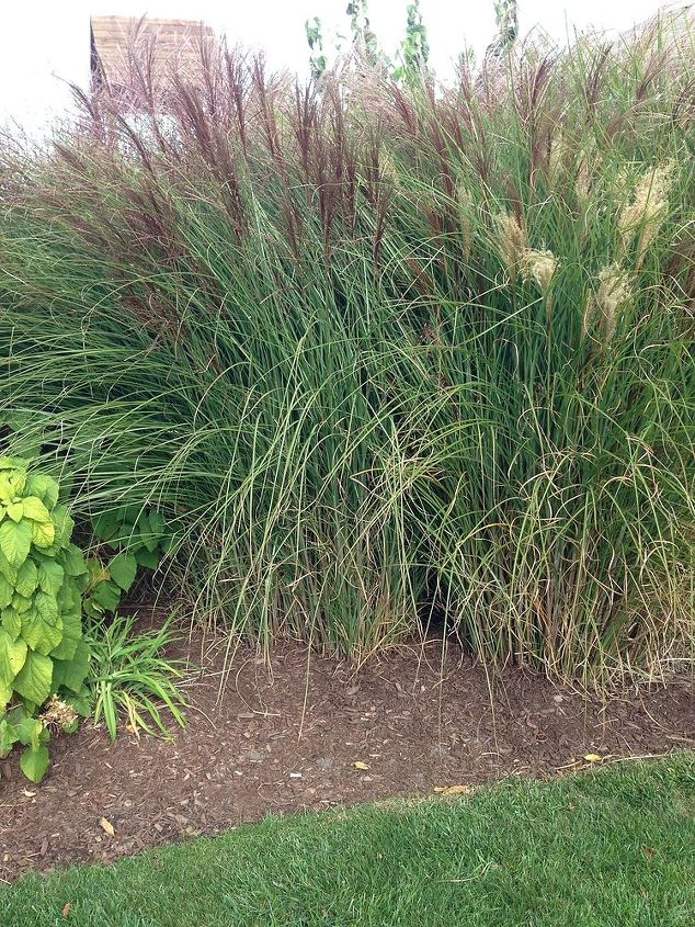 grasses, gardening