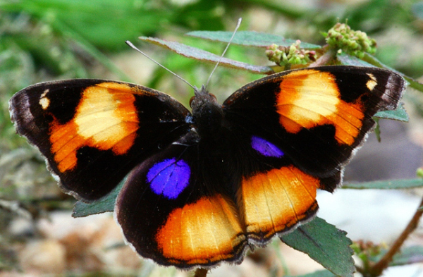 4 super ways to attract butterflies let nature beautify your garden, flowers, gardening, outdoor living, pets animals