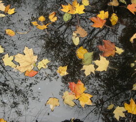 come walk with me, outdoor living, This are leaves floating in the creek with the trees they came from reflected above