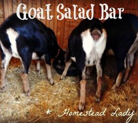 goat forage in your backyard, homesteading, outdoor living, pets animals