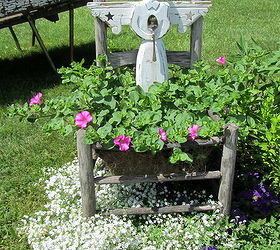 i just love creeping baby s breath, flowers, gardening, perennials, Baby s breath growing in my border under and around a weathered chair