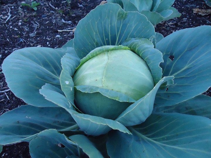 keeping your brassicas pest free, gardening, pest control, I would rather have a healthy looking cabbage like this