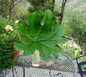 leaf casting a rhubarb leaf, crafts, outdoor living, Take a leaf