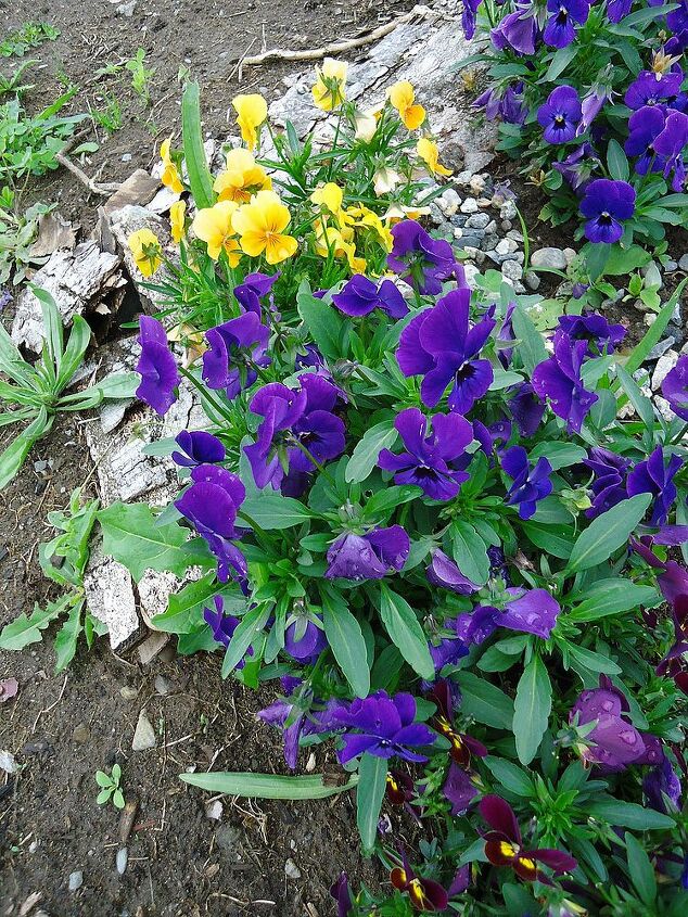 examining microclimate in the garden, gardening, Violas have not bolted at end of June A sign of a cooler garden temperature